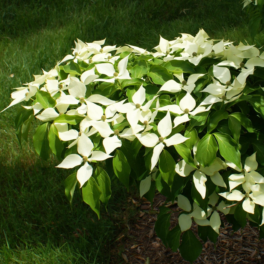 White Kousa Dogwood Tree 9 White Kousa Dogwood Tree - Image 7