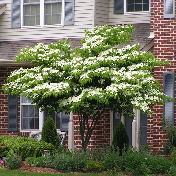 White Kousa Dogwood Tree 3 White Kousa Dogwood Tree