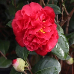 Kramers Supreme Camellia Shrub 9 Kramers Supreme Camellia Shrub -Geen Shop Kramers Camellia 7 BB