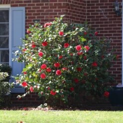 Kramers Supreme Camellia Shrub 10 Kramers Supreme Camellia Shrub -Geen Shop Kramers Camellia BB 4