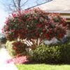 Kramers Supreme Camellia Shrub 2 Kramers Supreme Camellia Shrub -Geen Shop Kramers Camellia BB 600x600 174414f2 81d3 45bf 80bc 6c8524c86fb7