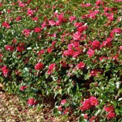 Kramers Supreme Camellia Shrub 11 Kramers Supreme Camellia Shrub -Geen Shop Kramers Camellia FGT 1