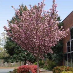 Kwanzan Cherry Tree -Geen Shop Kwanzan Cherry Tree 3 BB