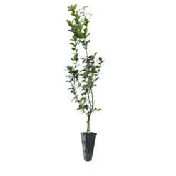 Meyer Lemon Tree 28 Meyer Lemon Tree -Geen Shop LEM MEY 45 C
