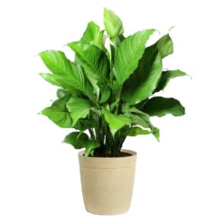 Peace Lily -Geen Shop LIL PEA.10 Beige Delilah