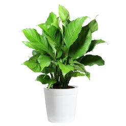 Peace Lily -Geen Shop LIL PEA.10 white Delilah