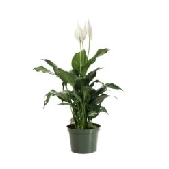 Peace Lily -Geen Shop LIL PEA1
