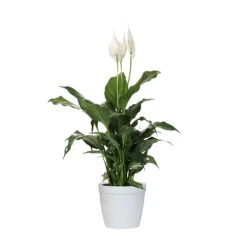 Peace Lily -Geen Shop LIL PEA1 delilah white
