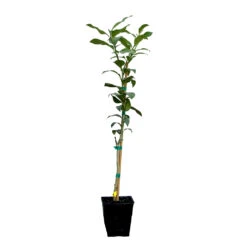 Key Lime Tree -Geen Shop LIM KEY 12 QT