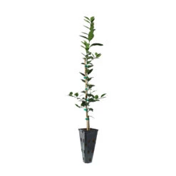 Key Lime Tree -Geen Shop LIM KEY 23 C