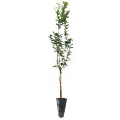 Key Lime Tree -Geen Shop LIM KEY 34 C