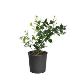 Key Lime Tree -Geen Shop LIM KEY1 BUSH