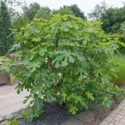 LSU Purple Fig Tree 7 LSU Purple Fig Tree -Geen Shop LSU Fig 4 BB