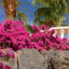 La Jolla Bougainvillea -Geen Shop La Jolla Bougainvillea BB 600x600 8db7c408 b40d 43f9 b2b6 030691870663