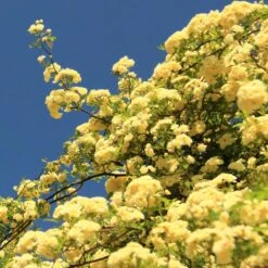 Lady Banks Climbing Rose -Geen Shop Lady Banks Rose 2 BB