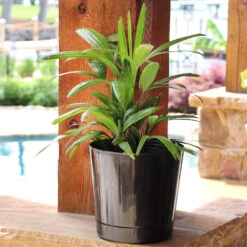 Lady Palm Tree 16 Lady Palm Tree -Geen Shop Lady Palm 10