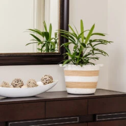 Lady Palm Tree 15 Lady Palm Tree -Geen Shop Lady Palm 2 BB