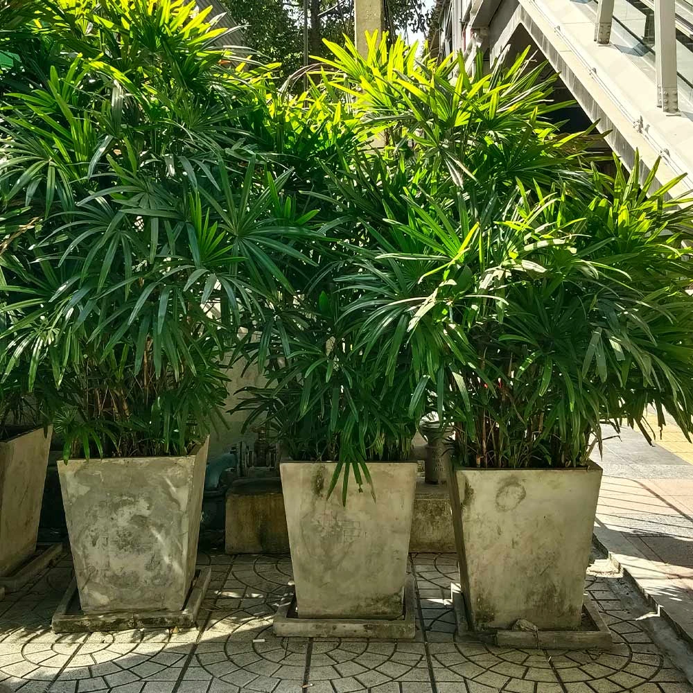 Lady Palm Tree 6 Lady Palm Tree - Image 4