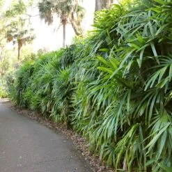 Lady Palm Tree 14 Lady Palm Tree -Geen Shop Lady Palm 7