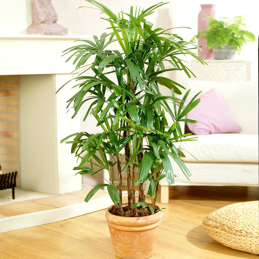 Lady Palm Tree 4 Lady Palm Tree - Image 2