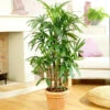 Lady Palm Tree -Geen Shop Lady Palm BB 600x600jpg