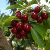 Cherry Pollinator Pack 1 Cherry Pollinator Pack -Geen Shop Lapins Cherry Tree FGT 600x600 cc1d9981 e85a 4577 8954 1eacc37b60dc