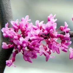 Lavender Twist® Weeping Redbud Tree 9 Lavender Twist® Weeping Redbud Tree -Geen Shop Lavender Twist Weeping Redbud 400 MAINIMAGE