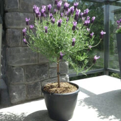 Lavender Standard Topiary Tree -Geen Shop Lavender standard 2 gallon 800 MAINIMAGE