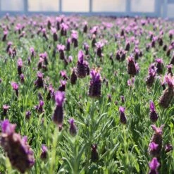 Lavender Standard Topiary Tree -Geen Shop Lavender Trees 1