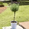Lavender Standard Topiary Tree -Geen Shop Lavender Trees 600x600 2