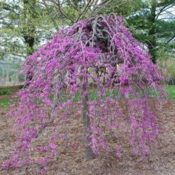 Lavender Twist® Weeping Redbud Tree 8 Lavender Twist® Weeping Redbud Tree -Geen Shop Lavender Twist Redbud BB 2
