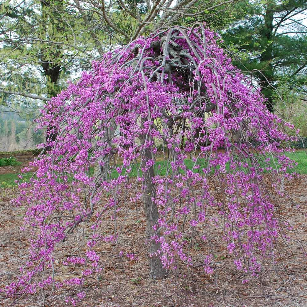 Lavender Twist® Weeping Redbud Tree 5 Lavender Twist® Weeping Redbud Tree - Image 3