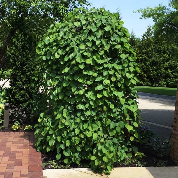 Lavender Twist® Weeping Redbud Tree 3 Lavender Twist® Weeping Redbud Tree