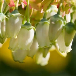 Legacy Blueberry Bush -Geen Shop Legacy Blueberry 4