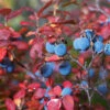 Legacy Blueberry Bush 2 Legacy Blueberry Bush -Geen Shop Legacy Blueberry BB 600x600 bff25c24 78da 40cf aba7 2d999fe8796b