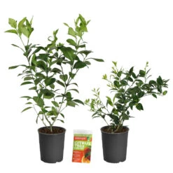 Key Lime Tree -Geen Shop Lemon and LimeBushes 2 be5e02c1 4469 4fa7 9f28 ff8717572e15