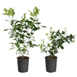 Meyer Lemon + Key Lime Bush Pack -Geen Shop Lemon and LimeBushes c69a795e 375f 4276 8957 fd9bd9488076