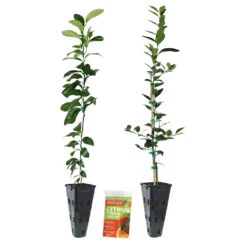 Meyer Lemon + Key Lime Tree Pack -Geen Shop Lemon and LimeTrees2