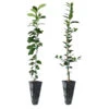 Meyer Lemon + Key Lime Tree Pack -Geen Shop Lemon and LimeTrees 600x600 654a7a72 c484 4473 83e3 b0f5619c1f11