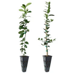Key Lime Tree -Geen Shop Lemon and LimeTrees c54e51bf 3232 4aa4 917c 8e3a536620fb