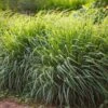 Lemon Grass -Geen Shop Lemon Grass BB 600x600 3855177b bcf3 41c3 93e2 a813de7ec778
