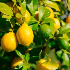 Lemon-Lime Citrus Bush -Geen Shop Lemon Lime Tree 2 30adbf10 efca 42d2 82f9 f766f25e222b