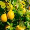 Lemon-Lime Citrus Tree 1 Lemon-Lime Citrus Tree -Geen Shop Lemon Lime Tree 600x600 7ad977dc 49eb 4bbf ae53 8f217a1d551d