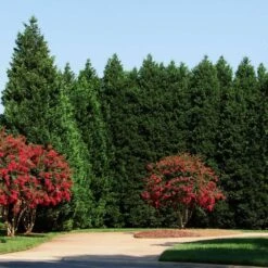 Leyland Cypress Tree 10 Leyland Cypress Tree -Geen Shop Leyland Cypress 4 BB