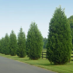 Leyland Cypress Tree 13 Leyland Cypress Tree -Geen Shop Leyland Cypress 9 BB