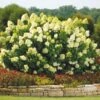 Limelight Hydrangea Shrub -Geen Shop Limelight Hydrangea 1 BB 600x600 2037b8ec 1154 46d4 a36f 833be0023c0a