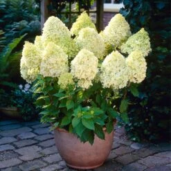 Limelight Hydrangea Shrub -Geen Shop Limelight Hydrangea 4 BB