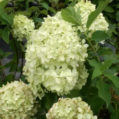 Limelight Hydrangea Tree 12 Limelight Hydrangea Tree -Geen Shop Limelight Hydrangea Tree 3 BB