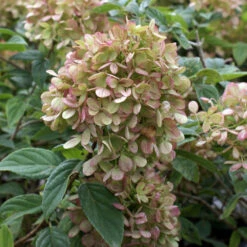 Limelight Hydrangea Tree 13 Limelight Hydrangea Tree -Geen Shop Limelight Hydrangea Tree 4 BB