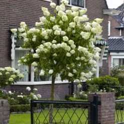 Front Page -Geen Shop Limelight Hydrangea Tree 5 BB